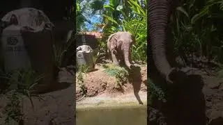 Jungle Cruise