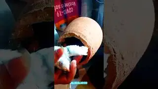 budgie baby parrot care || Love Birds care | @amolbirds #lovebirds #shorts #budgie #chicks #birds