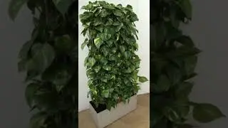 🌿 Vertical Garden Decor | Space-Saving Green Wall Ideas 🪴#shorts#indoorplants#plants#garden#viral