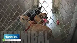 Comprueba los beneficios de Anxitane entre los perros de una protectora