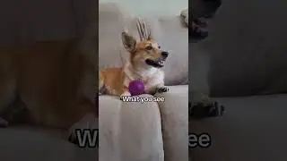 The floppy ear 😭 #dog #corgipuppy #myanimal #cute #corgi #mydog #corgilife #funny #corgis #mypet