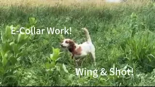 E-Collar Work, Wing &Shot!