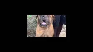🐕 Dogs empire
