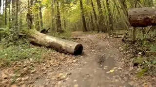 scandi forest day