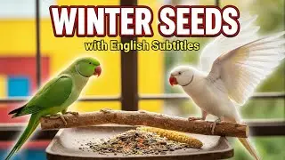 Parrots Winter Seeds Guide 🦜
