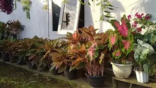 MUMBYUK KABEH KOLEKSI TANAMANNYA|KOLEKSI TANAMAN HIASNYA DIDEPAN RUMAH