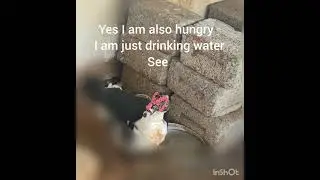 funny 🤣 duck #reaction