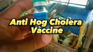 Anti Hog Cholera Vaccine