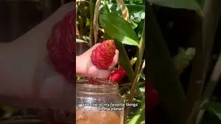 Shampoo Ginger harvesting #gardeningtips #agrifuture #homegarden #garden #gardentips #agriparadise