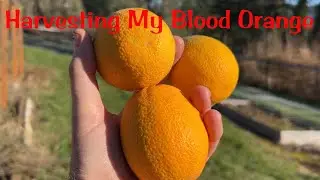 Blood Orange Harvest