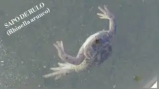 SAPO DE RULO (Rhinella arunco) 