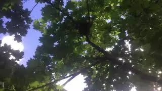 Common Grackle Nest