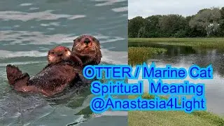 Seeing an OTTER spiritual meaning, river otter totem by @Anastasia4Light