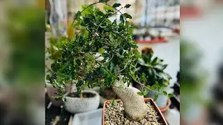 Repotting Fockea edulis-Caudex Beauty 🥰