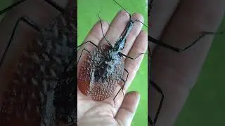 Violin Beetle | The Most Unique Looking Insect #shorts