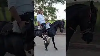 Gran cabalgata. En los cedros cotorra 2025