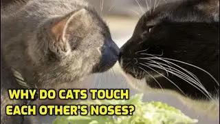 Почему кошки стучат носами?