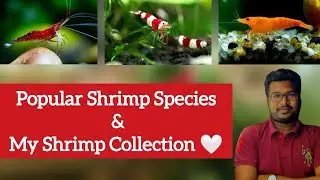 My Shrimp Collection - Tamil || Major Shrimp Types & Basics