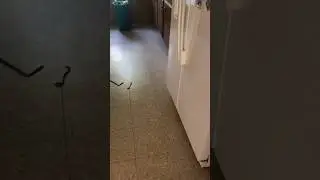 Snake on kitchen floor