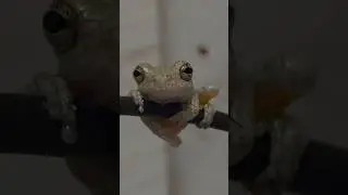 Let's Have A Staring Contest! #amphibians #shorts