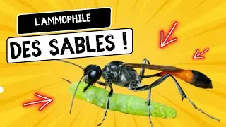 Bug quickie ep5 - l'Ammophile des sables, une gu&ecirc;pe solitaire parasite