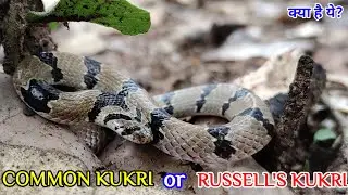 COMMON KUKRI या कुछ और....।। BIG CONFUSION।। SNAKES OF INDIA।