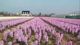 Hyacinten velden Keukenhof