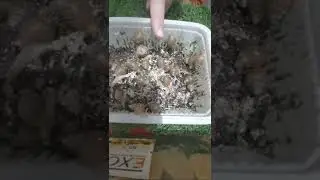 Ulitka boqishda ozroq foydali maslahatlarim 1- qism