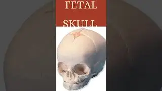 Fetal skull #nursing #doctor#bscnursing#anm #gnmclasses