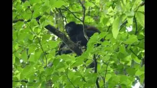 cri du singe hurleur