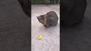 Beautiful cat funny moment #cat #catvideos #kitten #funnyanimal #shorts #shortvideo #catlovers