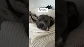 Side eye king 👑😁 #dogs #pethumor #funnydog #bullybreed #Doghumor Dog life, dog humor, dogs, funny