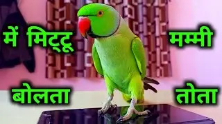 Talking parrot || mummy mitthu ||. mithu mitthu || bolne wala tota (⁠ ⁠╹⁠▽⁠╹⁠ ⁠)