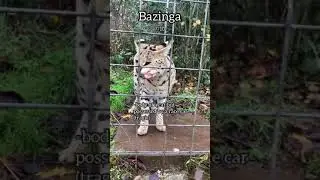 OMG 😱Cute & Fanny Animals in ZOO 😍@Daily Fun Dose 😍viral video💖Animals Compilation