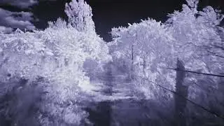 A Walk Through the Woods in Infrared.  (950nm IR Infrared video)