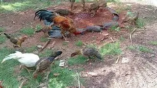 Chicken care, farm chickens, baby birds, feed them so they can grow quickly and have good health.