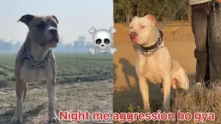Bhure or jack ka night me aggression ho gya 😱 | full dog vlog