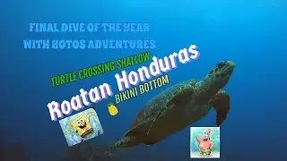 Ending 2025 Underwater 🐢🌊 | Turtle Crossing Shallow & Bikini Bottom