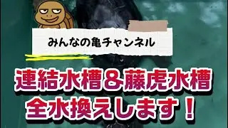 連結水槽＆藤虎水槽全水換えします！