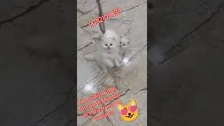 Top quality kitten for sale in Mumbai #shorts #viralvideo #trending #cute #catlover #cat #ytshorts