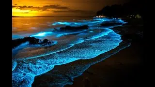 Magical Glowing Waves at Night | 8 Hours of Bioluminescent Ocean Sounds for Sleep & Wonder