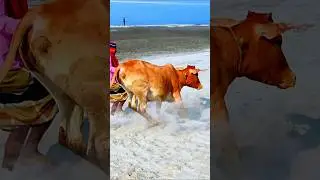 Cow videos 970😅 #shortsvideo #funnyshorts #funny #cowGoru #cowcow #funnycow #animals