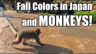 Beautful Sunrise Walk with Peak Fall Colors to Arashiyama Monkey Park - Kyoto, Japan