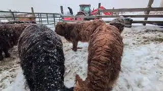 Winter farming in Nova Scotia