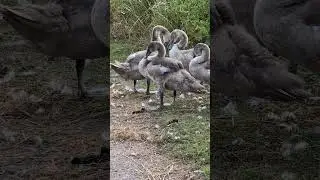 CYGNETS: Young swans clean themselves next to canal