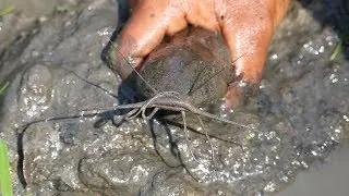 Hand Fish Catching ! Amazing Man Catching Big Catfish by Hand from Deep Fish Hole (Part-2)