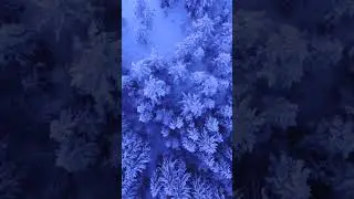 beautiful 😍 snowy trees #shorts #snowytrees