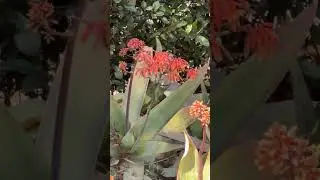 I love hummingbirds 🥰 Just look at this lil cutie enjoying a tasty flower treat 🐦 #shorts