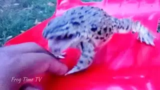 Cute Frog Sounds | Funny Bullfrog Bites My Hand! Cute Animals Video