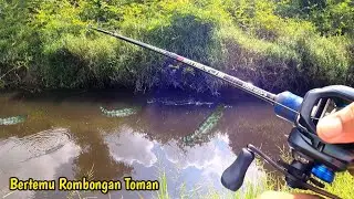 Bertemu rombongan toman ukuran monster semua !!